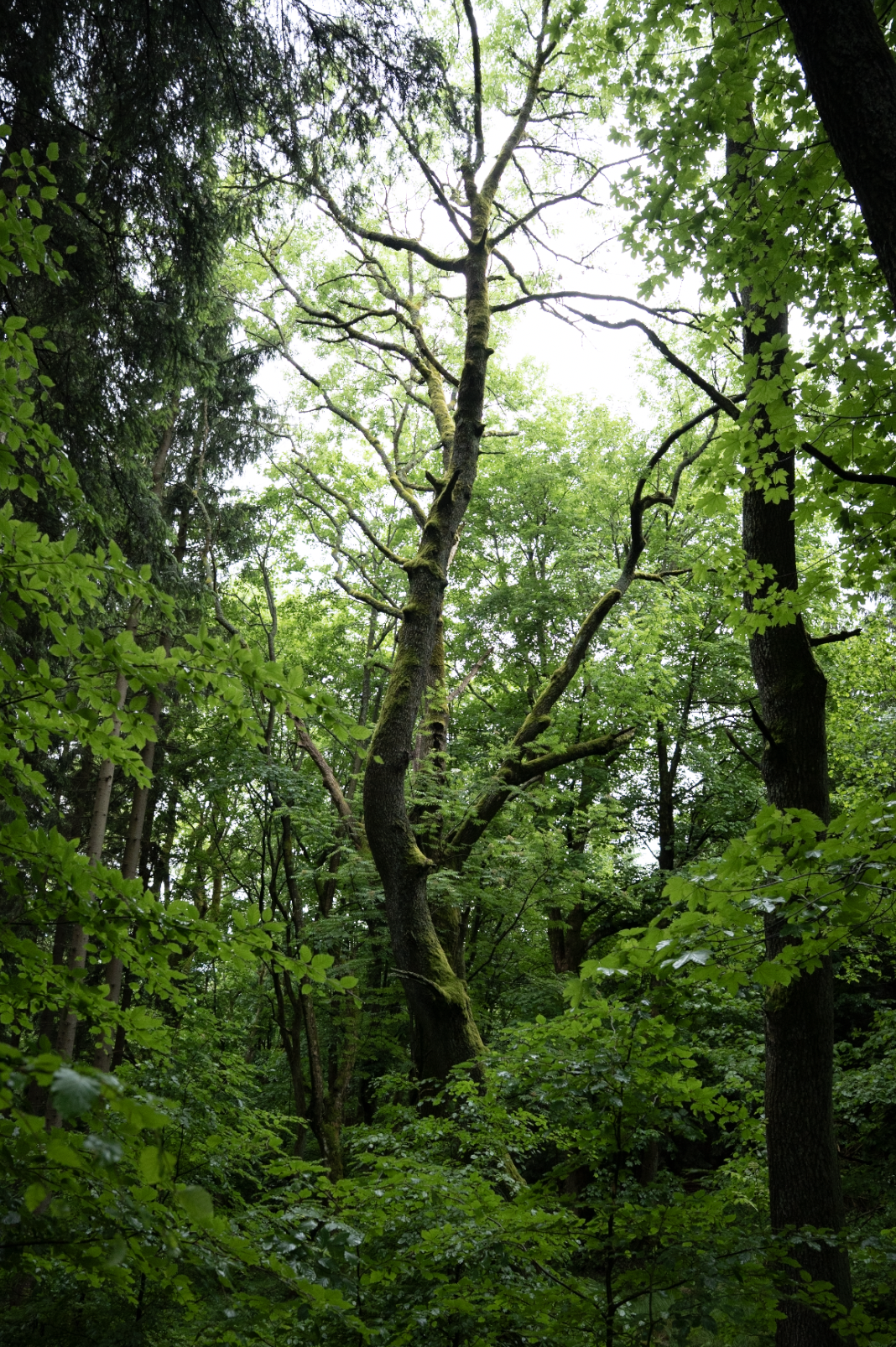 The oak tree seen from a distance