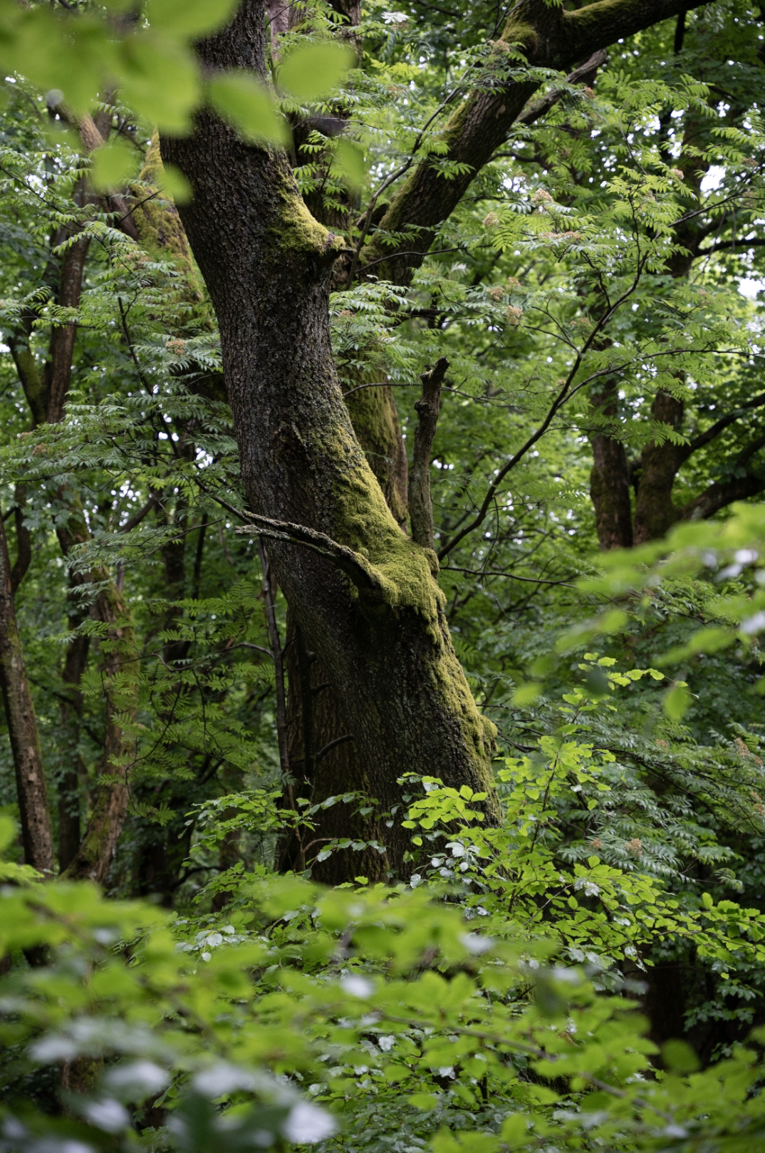 RAW file of the Leshy image before editing