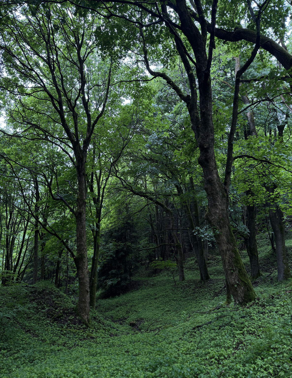 The forest setting where the Leshy frame was made