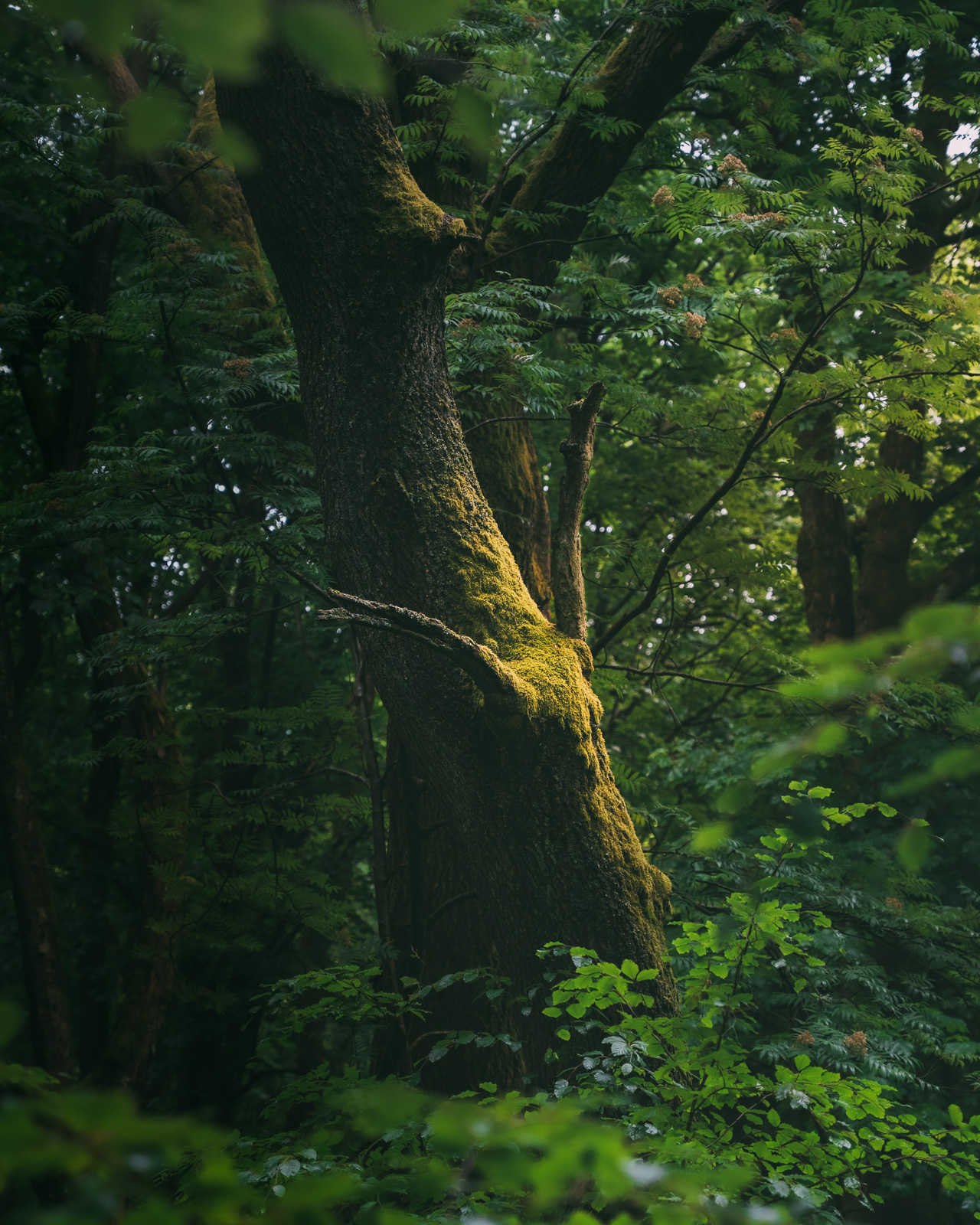 Leshy - fine art forest photograph, oak tree with hidden face in bark, Sowie Mountains